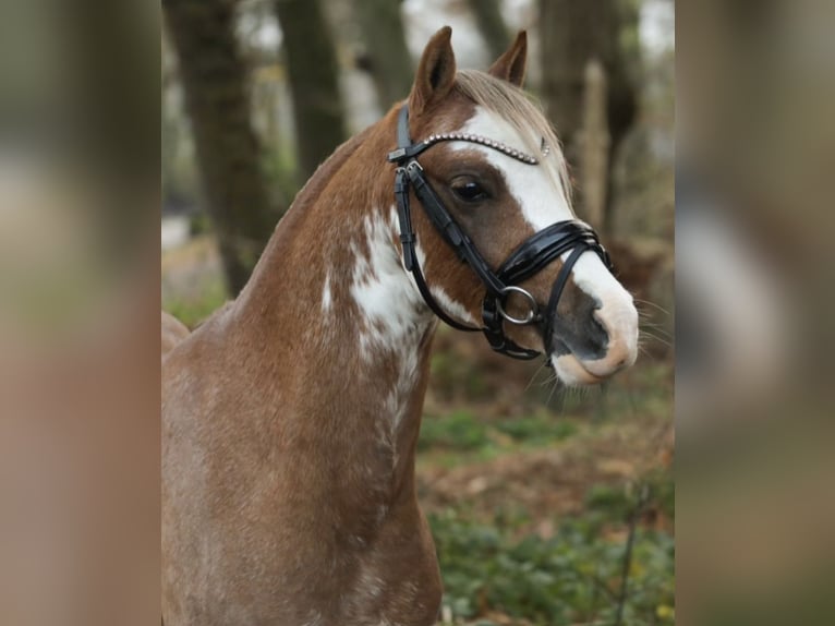 Kuc walijski sekcji B Wałach 2 lat 125 cm in Aalten