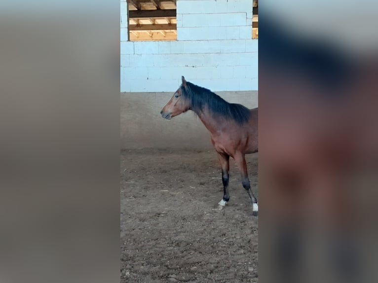 Kuc walijski sekcji B Wałach 3 lat 125 cm Gniada in Niederzier