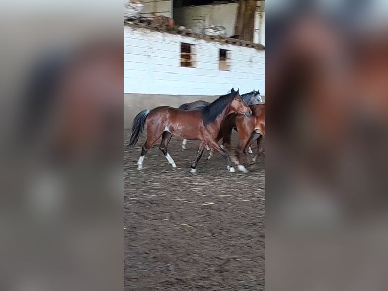 Kuc walijski sekcji B Wałach 3 lat 125 cm Gniada in Niederzier