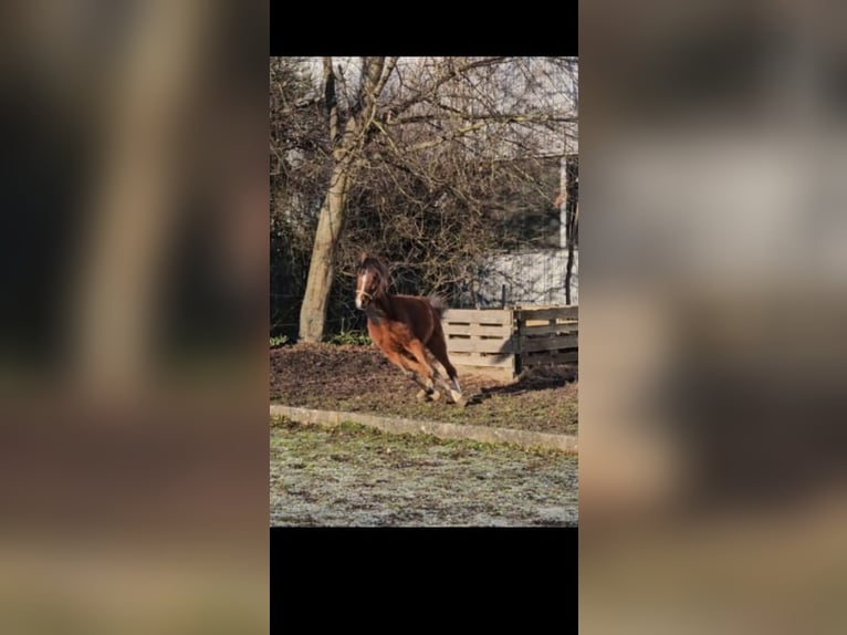 Kuc walijski sekcji B Wałach 3 lat 125 cm Gniada in Niederzier