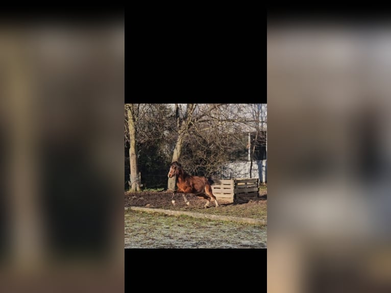 Kuc walijski sekcji B Wałach 3 lat 125 cm Gniada in Niederzier