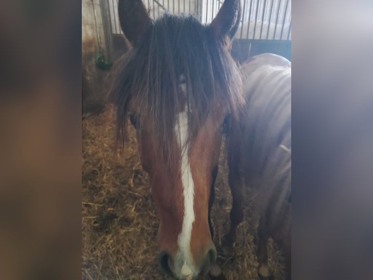 Kuc walijski sekcji B Wałach 3 lat 125 cm Gniada in Zülpich