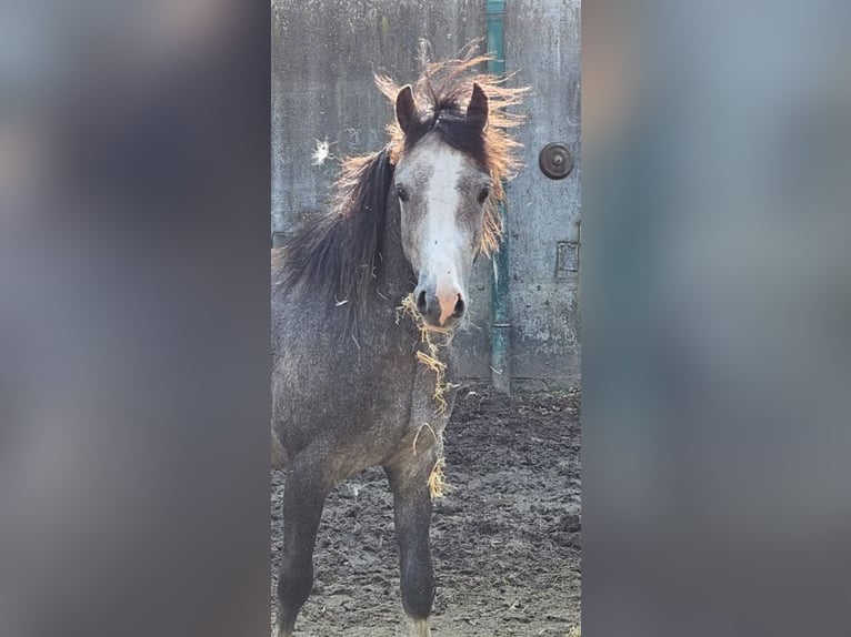 Kuc walijski sekcji B Wałach 3 lat 125 cm Siwa jabłkowita in Niederzier