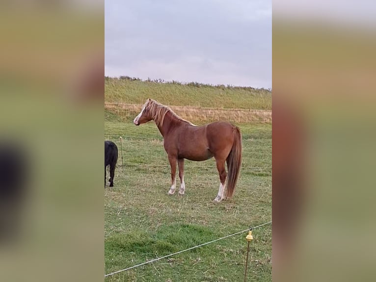 Kuc walijski sekcji B Wałach 4 lat 127 cm Kasztanowata in Andijk