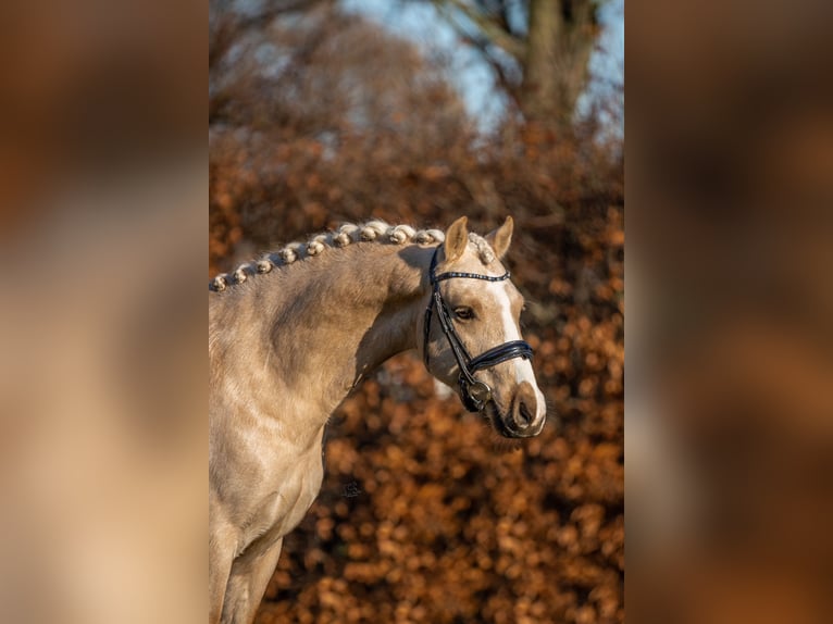 Kuc walijski sekcji B Wałach 4 lat 135 cm Izabelowata in Oirschot