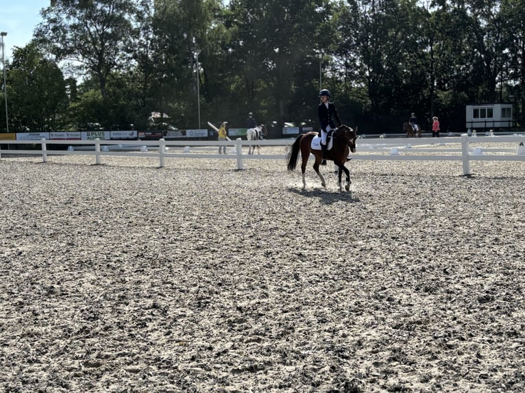 Kuc walijski sekcji B Wałach 4 lat 136 cm Ciemnogniada in Kerkenveld