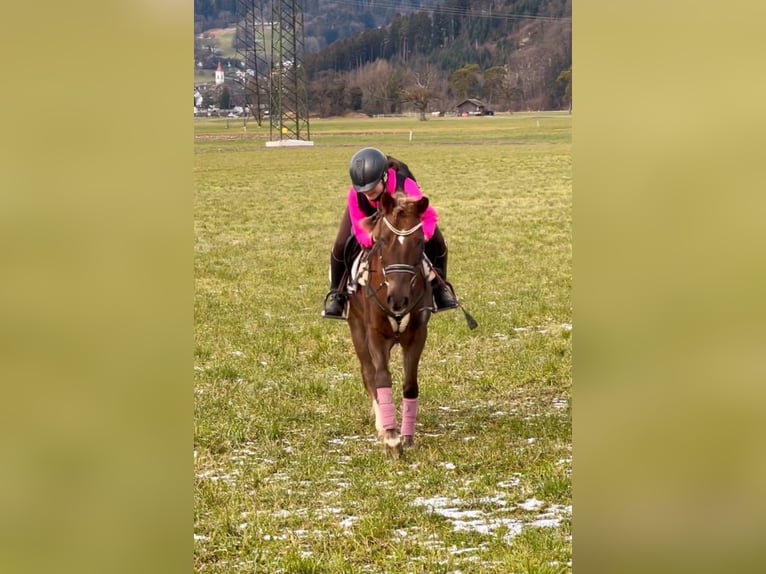 Kuc walijski sekcji B Wałach 4 lat 138 cm Ciemnokasztanowata in Schlins