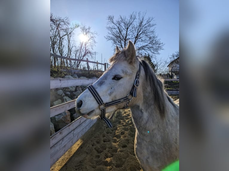 Kuc walijski sekcji B Wałach 5 lat 131 cm Bułana in Gnadendorf