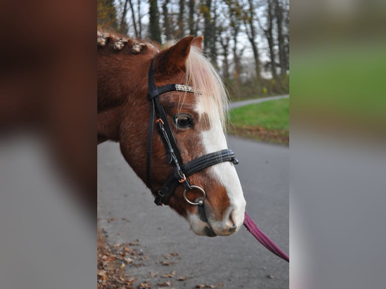 Kuc walijski sekcji B Wałach 6 lat 124 cm Kasztanowata in Rosenheim