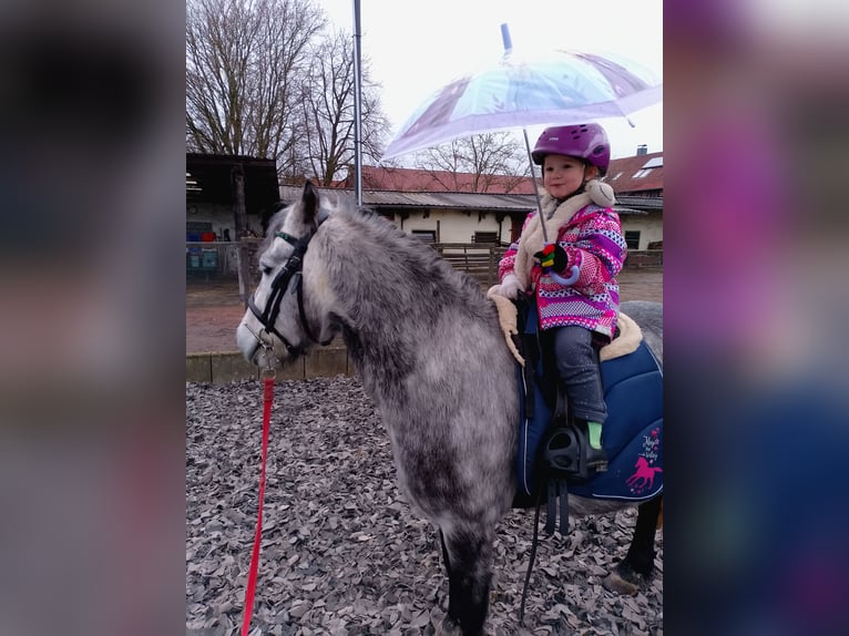 Kuc walijski sekcji B Wałach 6 lat 128 cm Stalowosiwy in Velpke