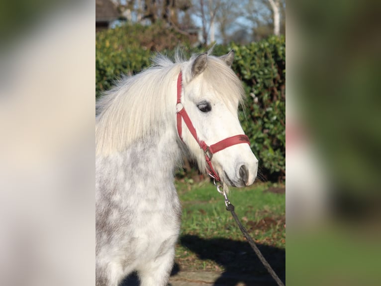 Kuc walijski sekcji B Wałach 7 lat 110 cm Siwa in Selsingen