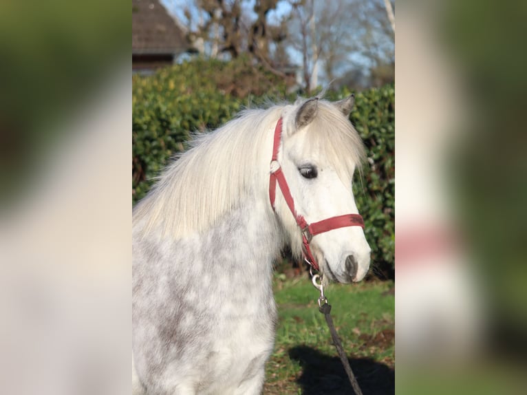 Kuc walijski sekcji B Wałach 7 lat 110 cm Siwa in Selsingen