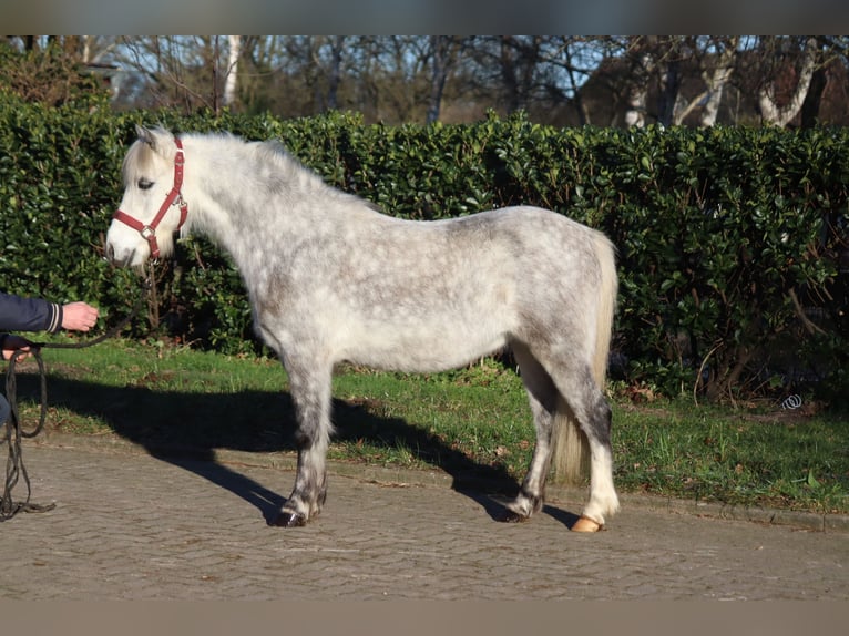 Kuc walijski sekcji B Wałach 7 lat 110 cm Siwa in Selsingen