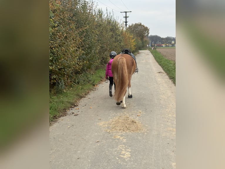 Kuc walijski sekcji B Wałach 8 lat 132 cm Kasztanowata in Obertshausen