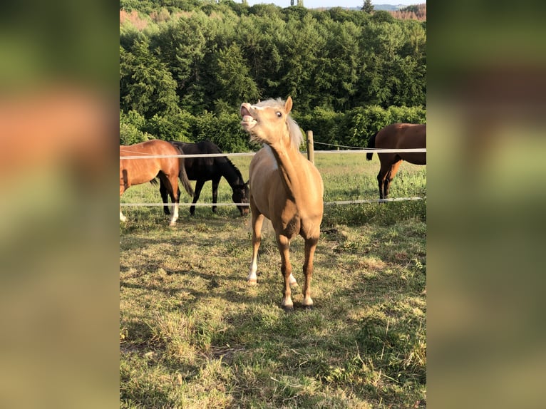 Kuc walijski sekcji B Wałach 9 lat 128 cm Izabelowata in Bergisch Gladbach