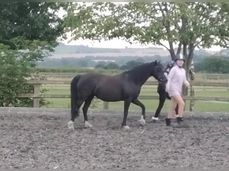 Kuc walijski sekcji C Klacz 10 lat 124 cm Kara in Rotherham