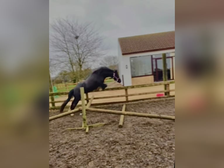 Kuc walijski sekcji C Klacz 10 lat 127 cm Kara in Rotherham