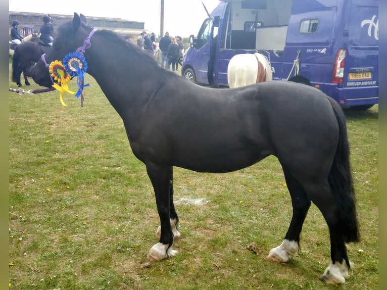 Kuc walijski sekcji C Klacz 10 lat 127 cm Kara in Rotherham