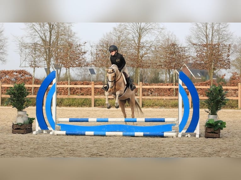 Kuc walijski sekcji C Klacz 10 lat 136 cm Izabelowata in Oost West en Middelbeers