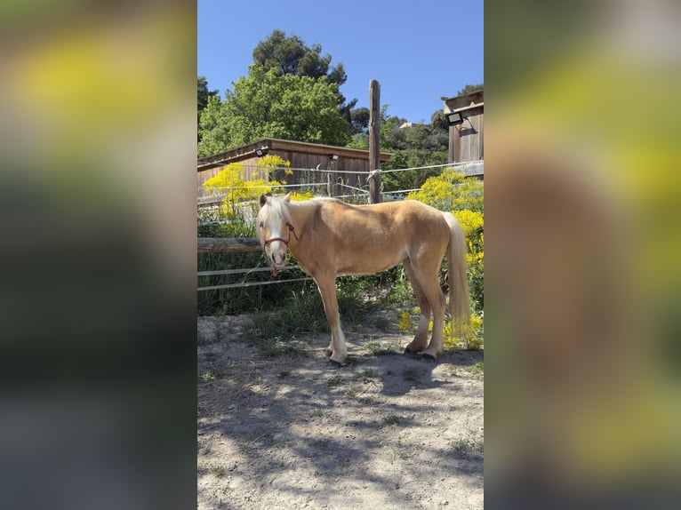 Kuc walijski sekcji C Klacz 11 lat 127 cm Izabelowata in Aix en provence