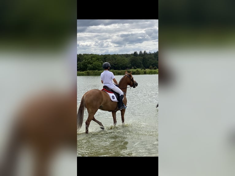 Kuc walijski sekcji C Klacz 11 lat 140 cm Kasztanowata in Villers-Outréaux