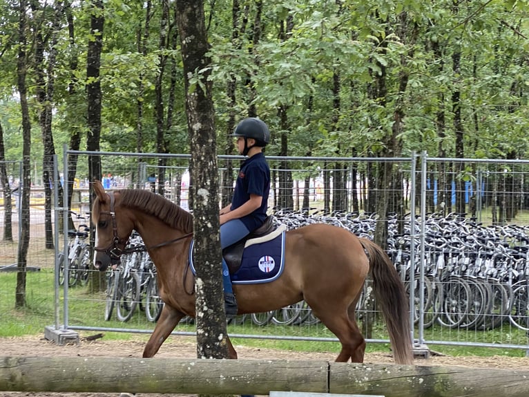 Kuc walijski sekcji C Klacz 11 lat 140 cm Kasztanowata in Villers-Outréaux