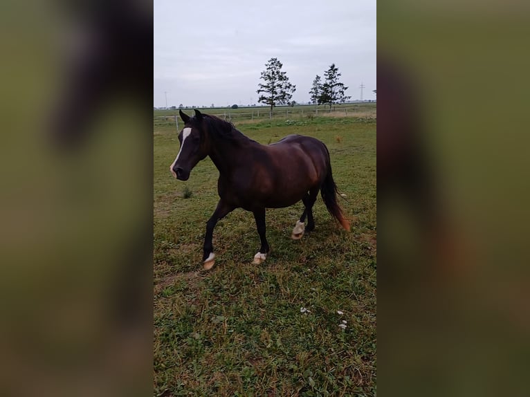 Kuc walijski sekcji C Klacz 12 lat 131 cm Ciemnogniada in Varel Grünenkamp