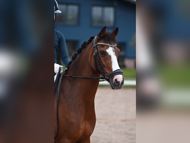 Kuc walijski sekcji C Klacz 12 lat 134 cm Gniada in Vorden