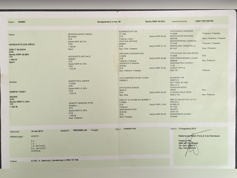 Kuc walijski sekcji C Klacz 12 lat 136 cm Kasztanowata in Ypecolsga