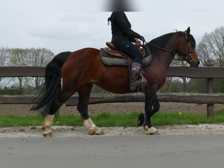 Kuc walijski sekcji C Klacz 12 lat 138 cm Gniada in Lathen