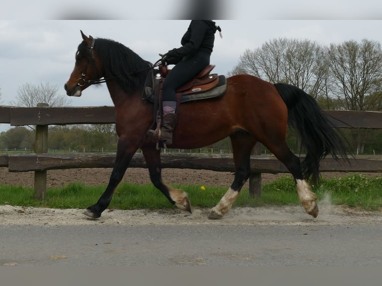 Kuc walijski sekcji C Klacz 12 lat 138 cm Gniada in Lathen