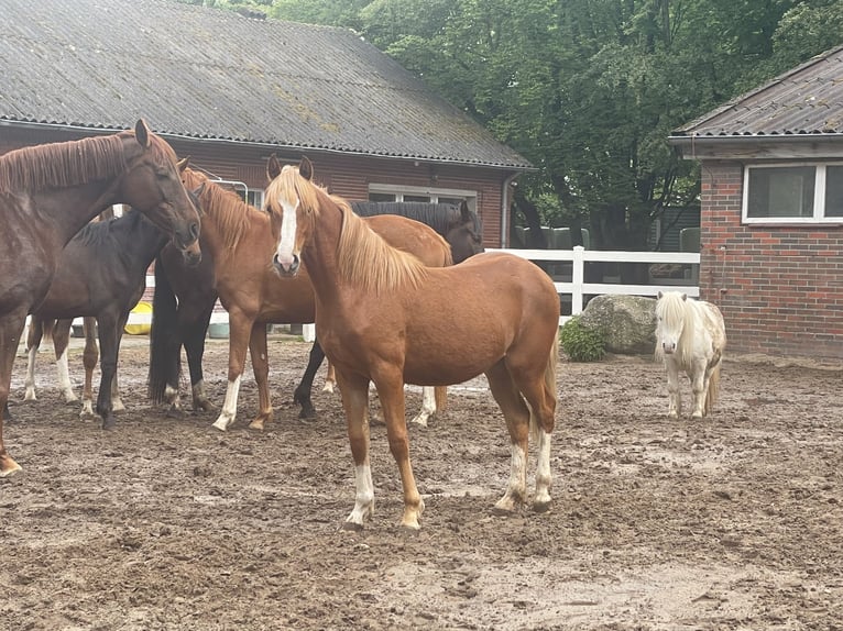 Kuc walijski sekcji C Klacz 13 lat 134 cm Ciemnokasztanowata in Westerstede