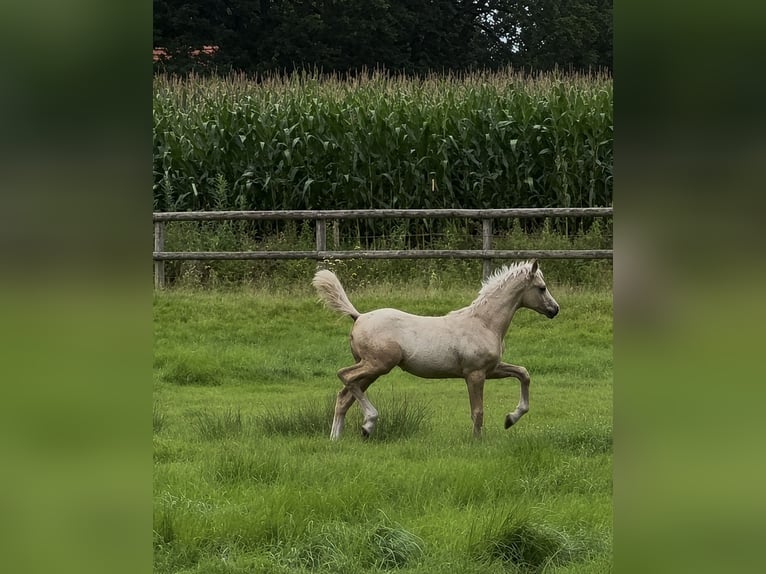 Kuc walijski sekcji C Klacz 13 lat 134 cm Ciemnokasztanowata in Westerstede