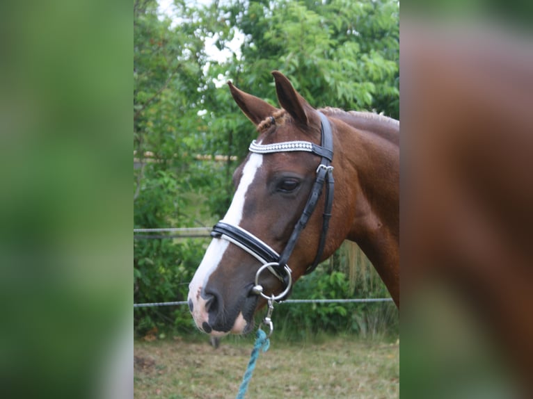 Kuc walijski sekcji C Klacz 14 lat 128 cm Kasztanowata in Oudeschoot