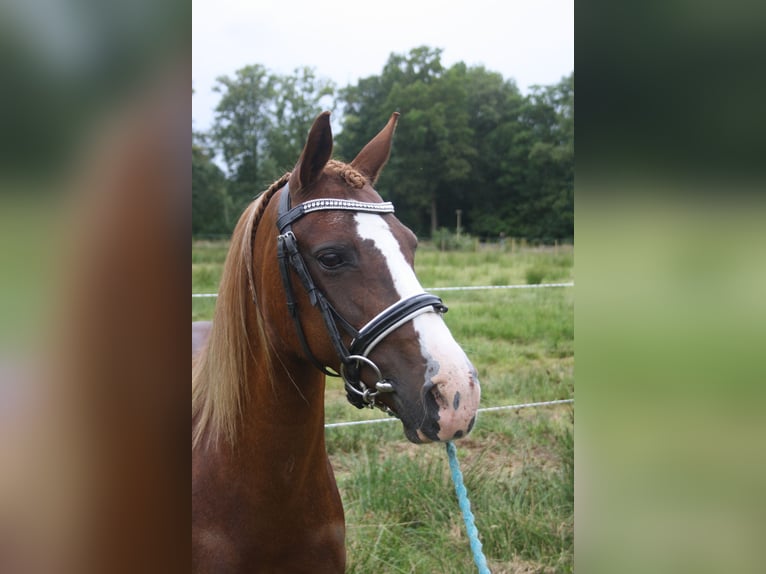 Kuc walijski sekcji C Klacz 14 lat 128 cm Kasztanowata in Oudeschoot