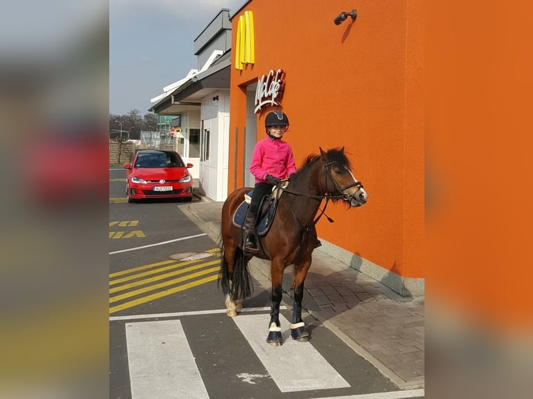 Kuc walijski sekcji C Klacz 14 lat 130 cm Gniada in Köln