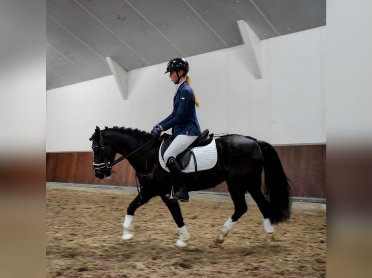 Kuc walijski sekcji C Klacz 14 lat 133 cm Kara in Putten