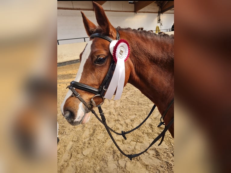 Kuc walijski sekcji C Klacz 14 lat 136 cm Ciemnokasztanowata in Bremen