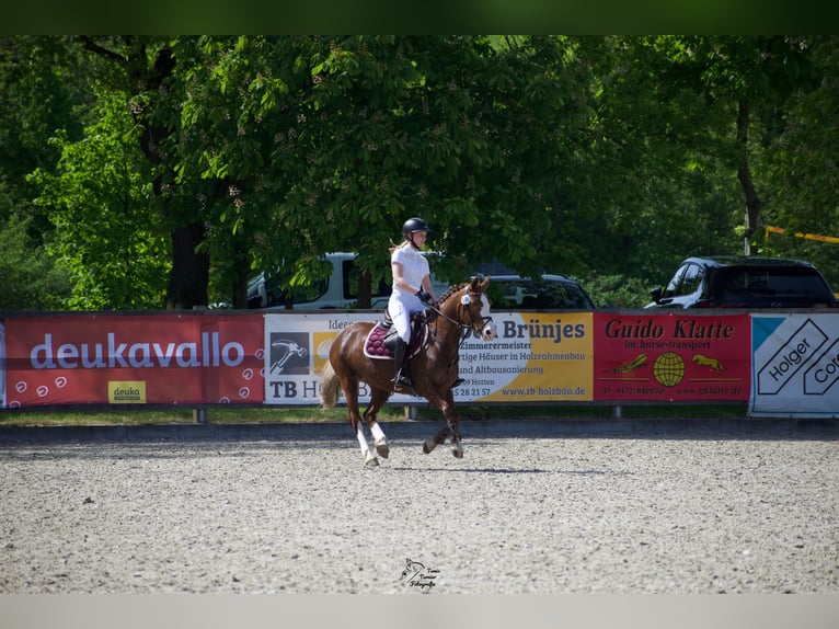 Kuc walijski sekcji C Klacz 14 lat 140 cm Kasztanowata in Wardenburg