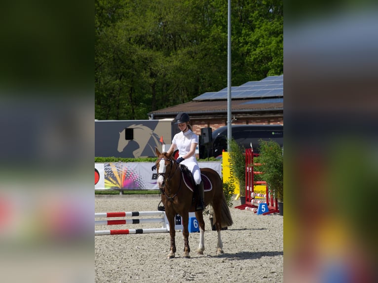 Kuc walijski sekcji C Klacz 14 lat 140 cm Kasztanowata in Wardenburg