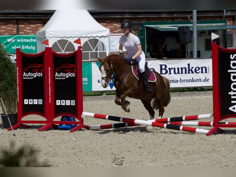 Kuc walijski sekcji C Klacz 14 lat 140 cm Kasztanowata in Wardenburg