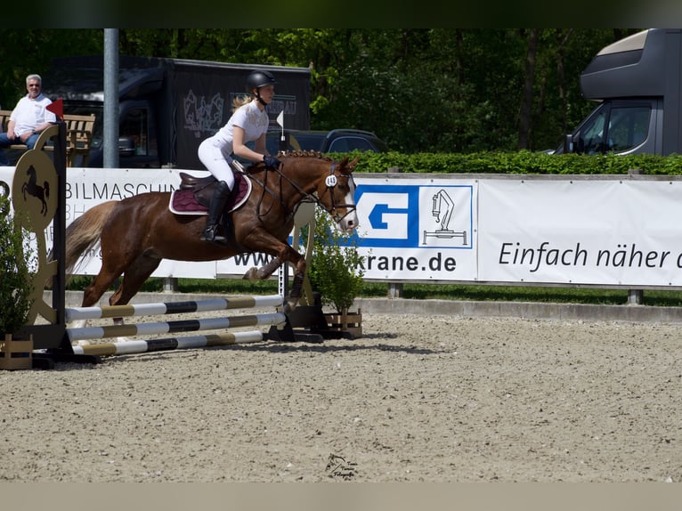 Kuc walijski sekcji C Klacz 14 lat 140 cm Kasztanowata in Wardenburg