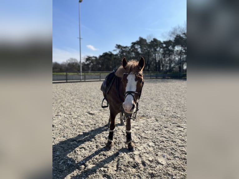 Kuc walijski sekcji C Klacz 14 lat 140 cm Kasztanowata in Wardenburg