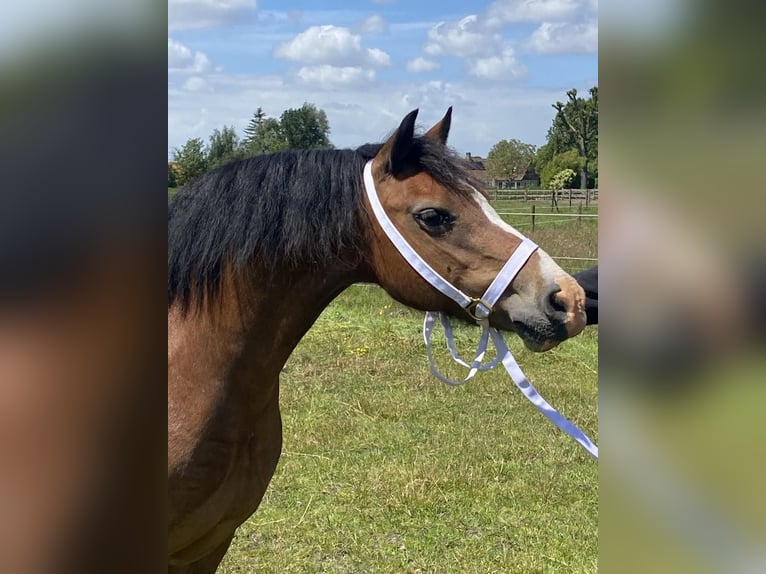 Kuc walijski sekcji C Klacz 15 lat 135 cm Ciemnogniada in maldegem