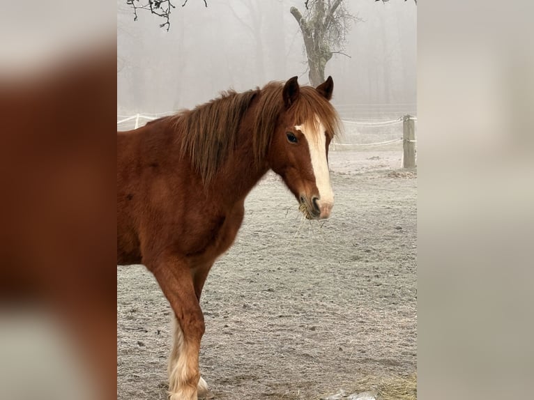 Kuc walijski sekcji C Klacz 15 lat 137 cm Kasztanowata in Liebenau