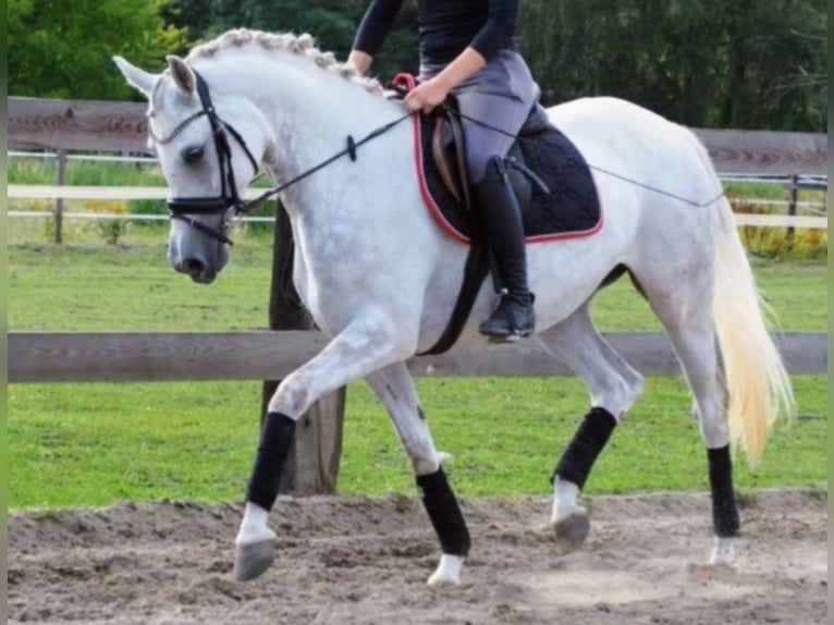 Kuc walijski sekcji C Klacz 15 lat 153 cm Siwa in Bad Driburg