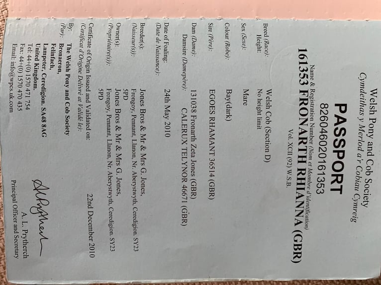 Kuc walijski sekcji C Klacz 15 lat 155 cm Gniada in Hosenruck