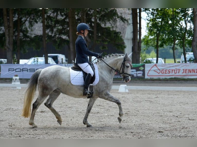 Kuc walijski sekcji C Klacz 16 lat 139 cm Siwa in Eichendorf
