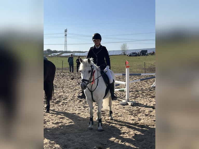 Kuc walijski sekcji C Klacz 17 lat 134 cm Siwa in Papenhagen