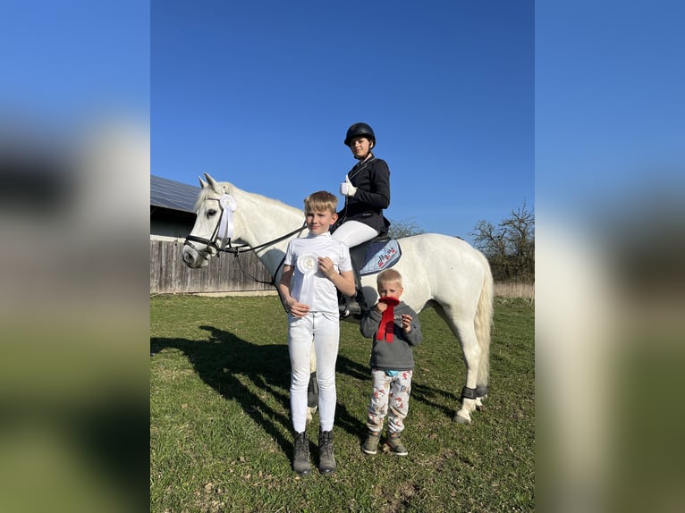 Kuc walijski sekcji C Klacz 17 lat 134 cm Siwa in Papenhagen
